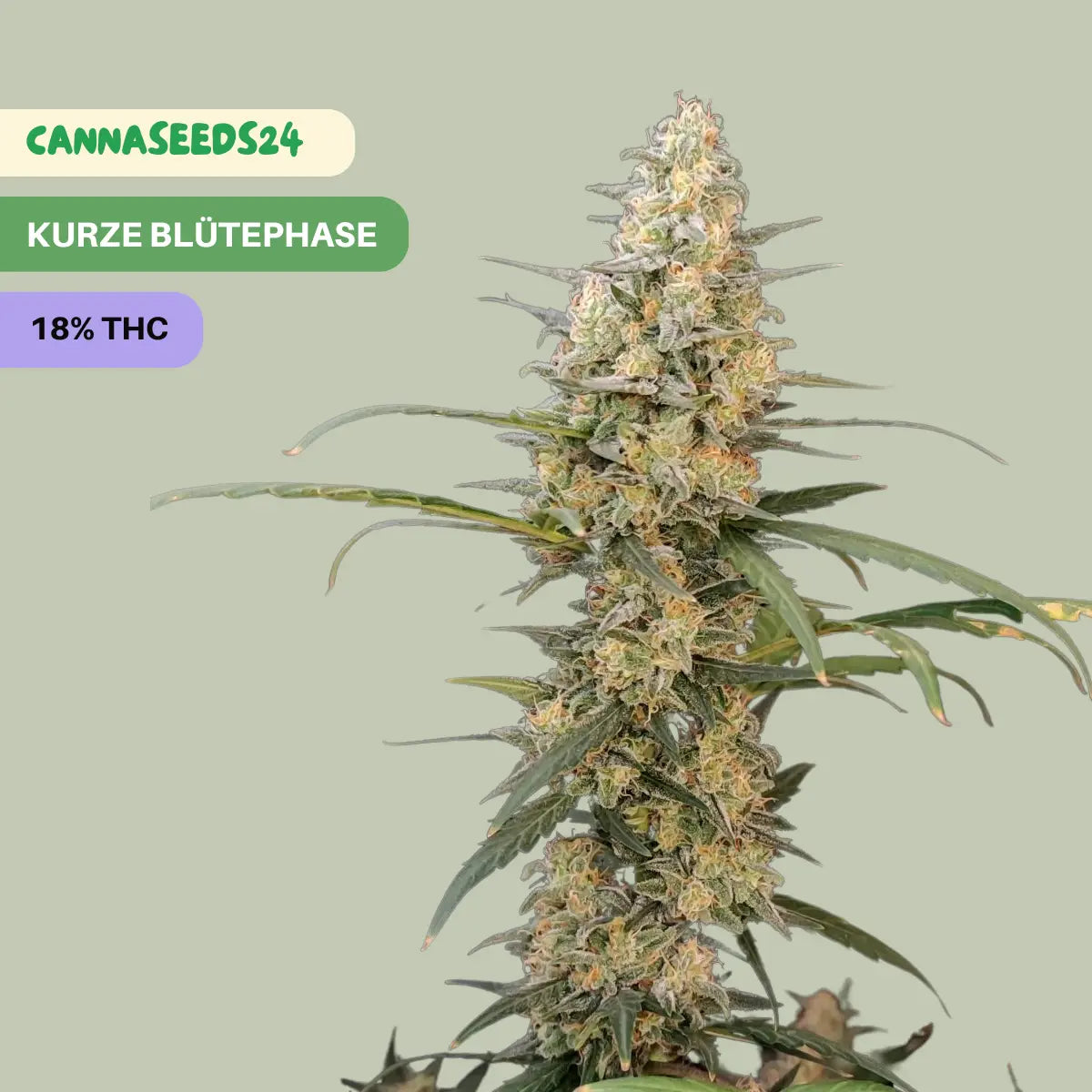 Amnesia Haze Auto - 3x Cannabis Samen