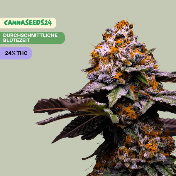 Amnesia OG - 3 Cannabis Samen