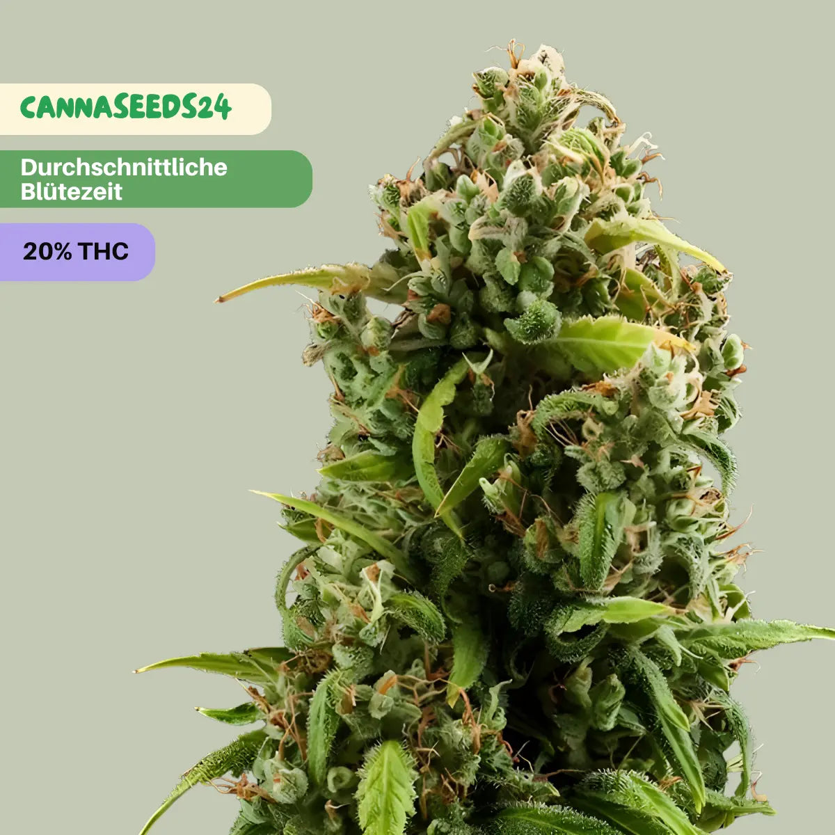 Amnesia x O.G. Kush | Plant of Life - 3 Cannabis Samen