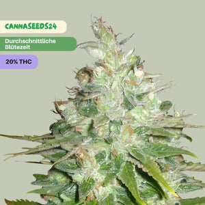 Black Domina Autoflowering - 3x Cannabis Samen