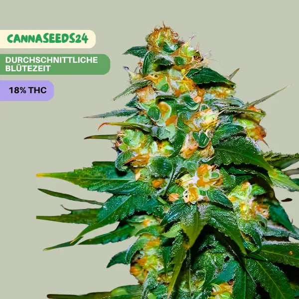 Critical Blue Autoflowering - 3 Cannabis Samen