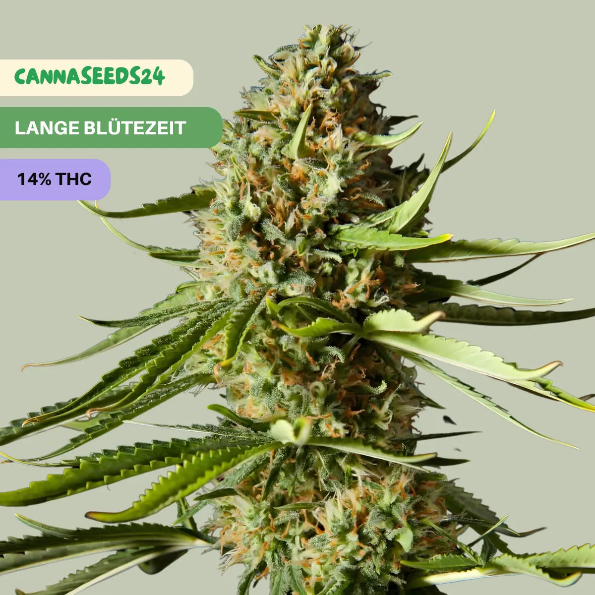 Diesel Autoflowering - 3x Cannabis Samen