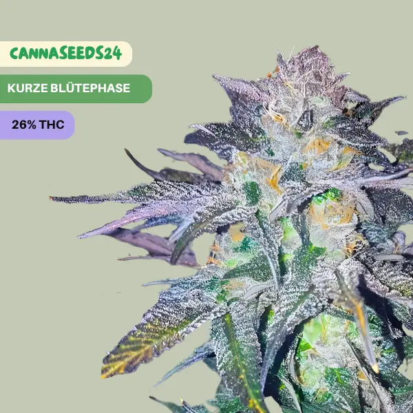 Gelato Auto - 3 Cannabis Samen