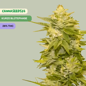  Gorilla Glue Auto - 3 Cannabis Samen