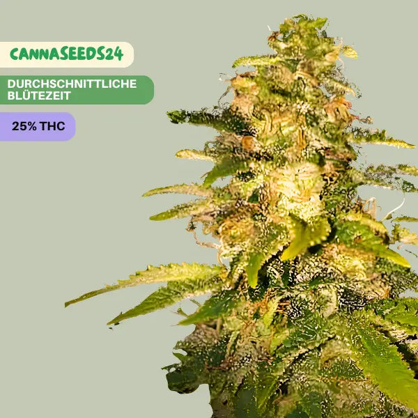 Pablo 47 - 3 Cannabis Samen