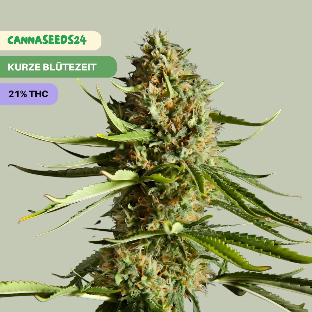 Skywalker Og Runtz XL Auto - 3x Cannabis Samen