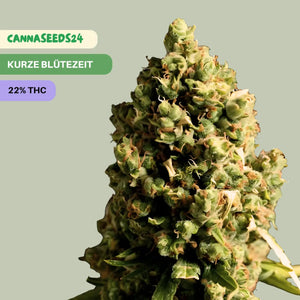 Super Skunk Auto - 3x Cannabis Samen