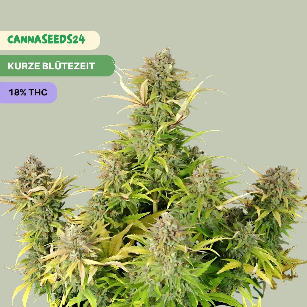 Sweet ZZ Auto - 3x Cannabis Samen