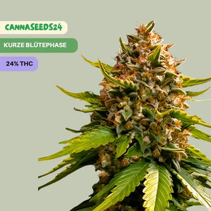 White Widow OG - 3 Cannabis Samen