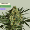 Alpine - 3 Cannabis Samen