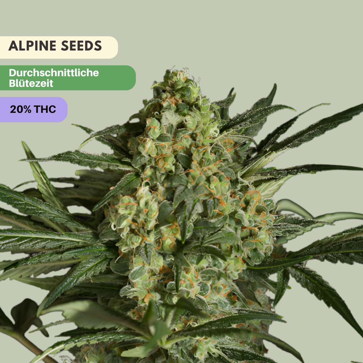 Alpine - 3 Cannabis Samen