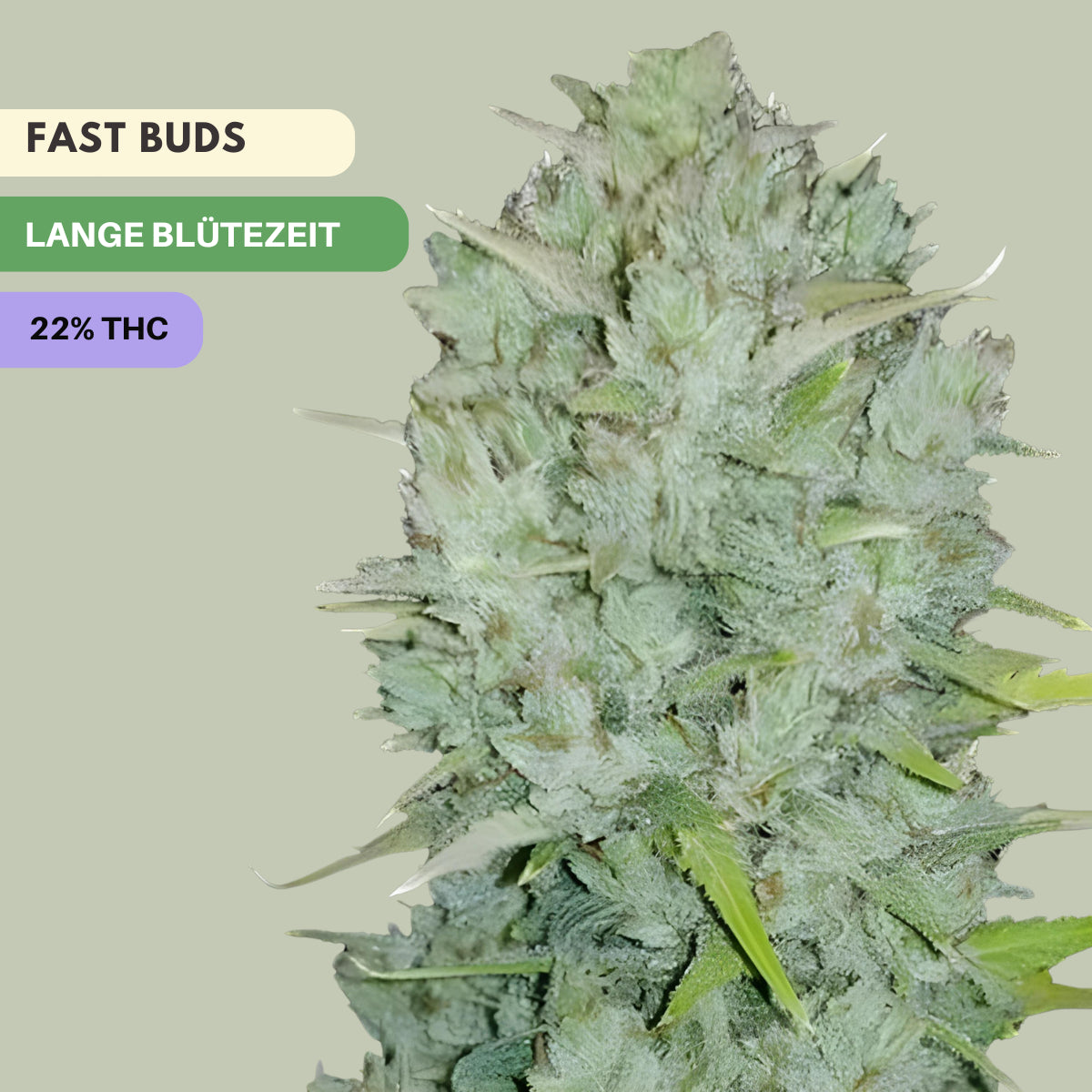 Fast Buds Original Amnesia Haze | Auto - 3 Cannabis Samen