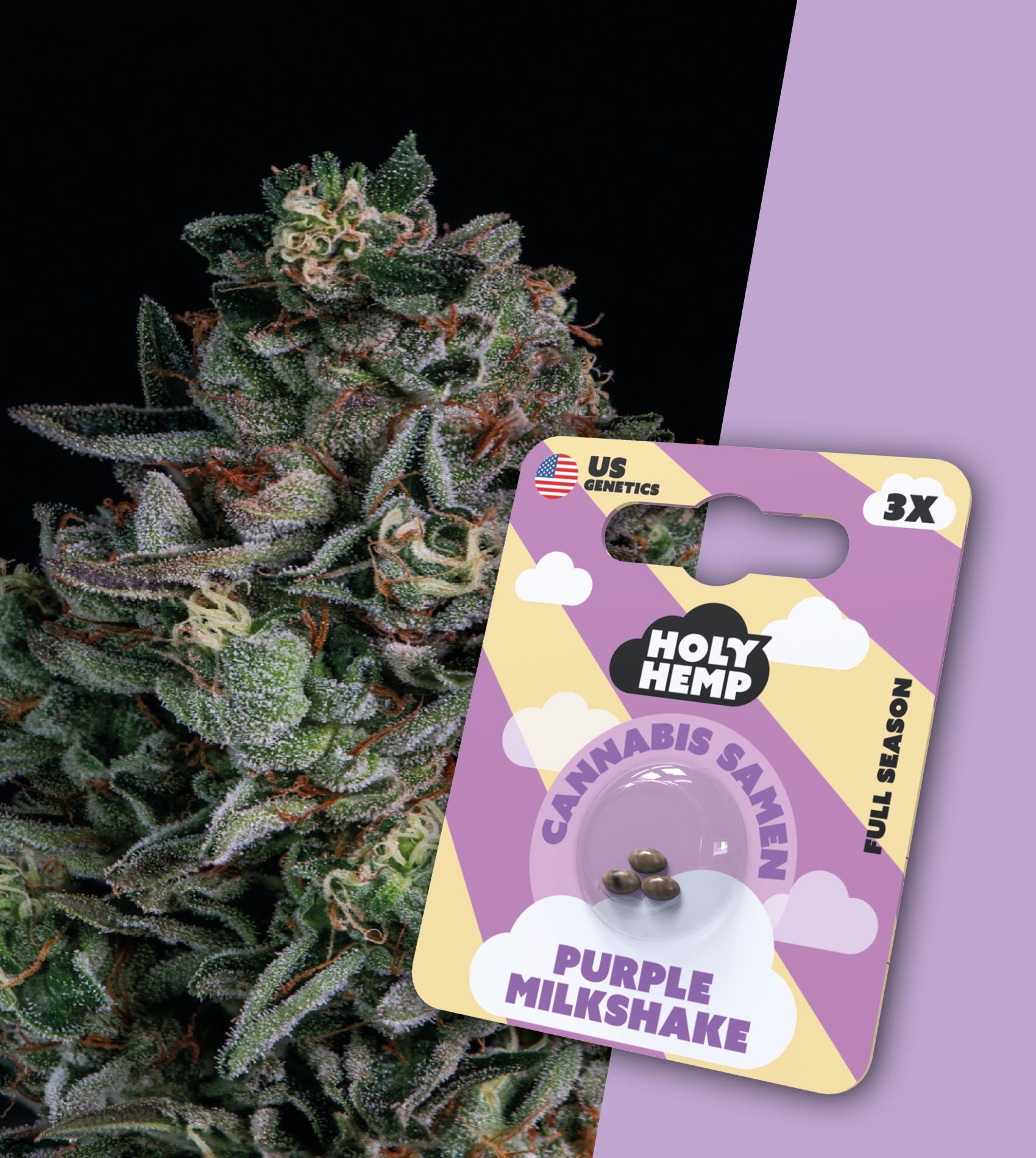 Holy Hemp - Purple Milkshake (3x)