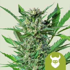 Royal Queen Seeds - Royal Dwarf